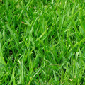 Types of Grass Available at a Sod Farm Near You