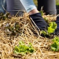 How to Choose the Right Type of Mulch for Your Garden