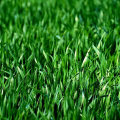 Selecting the Right Type of Grass Seed for Your Area