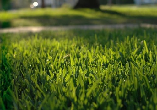 Finding the Best Local Lawn Care Companies in Houston, Texas