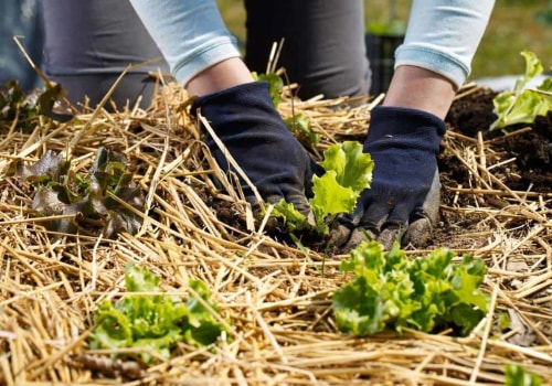 How to Choose the Right Type of Mulch for Your Garden