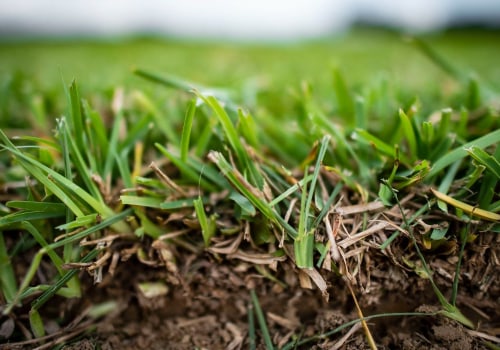 How to Amend Soil for Planting New Turf