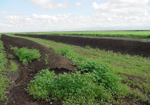 Organic Fertilizers and Soil Amendments for Sod Farms Near You