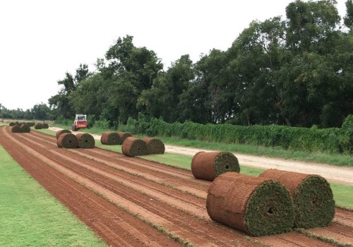 Organic Sod Farms Near You: What You Need to Know