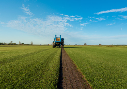 Caring for Sod from a Local Sod Farm