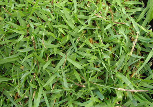 Where to Find Drought-Tolerant Grasses for Your Lawn