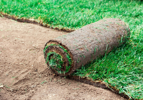 When is the Best Time to Lay Sod: Spring or Fall?