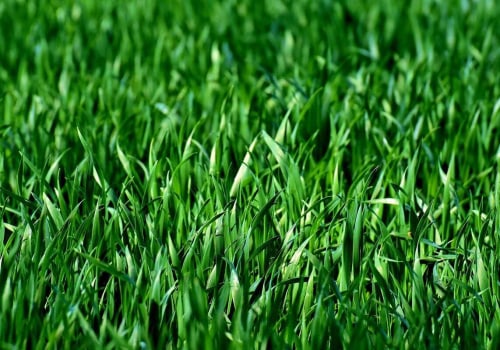 Selecting the Right Type of Grass Seed for Your Area